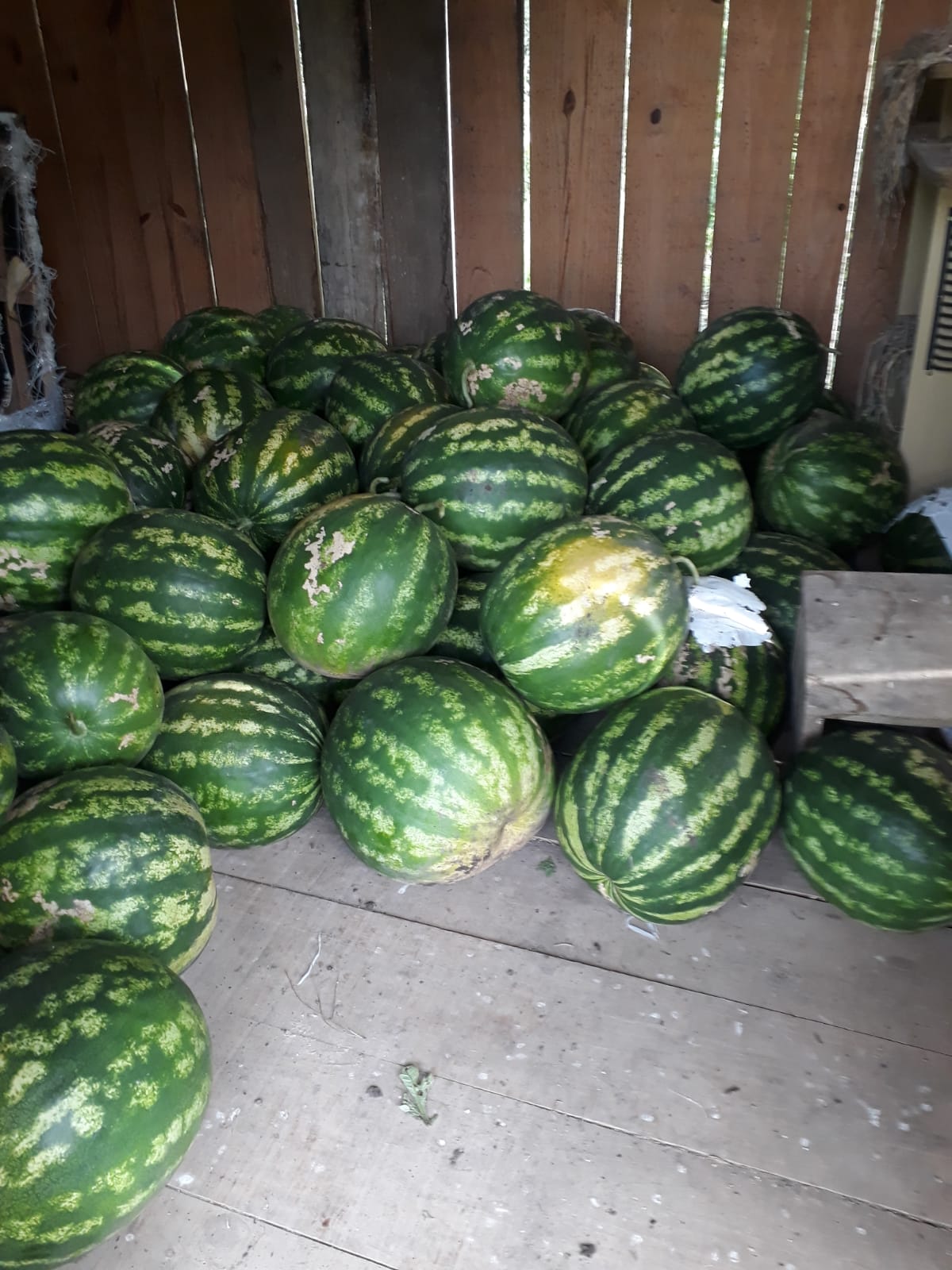 Imagem de melancias