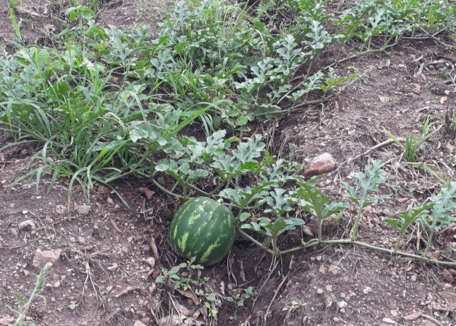 Imagem de uma plantação de melancia.